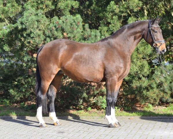 broodmare Espprit (Hanoverian, 2006, from Rotspon)