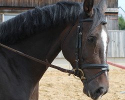 broodmare Königin Indika (Oldenburg, 2008, from Kaiser Karl)