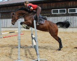 broodmare Arielle US (Holsteiner, 2008, from Contendro I)