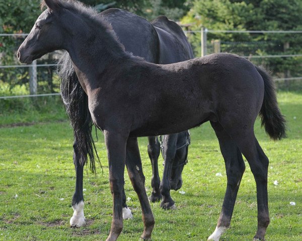 horse Ferro US (Oldenburg, 2013, from Fürst Heinrich)