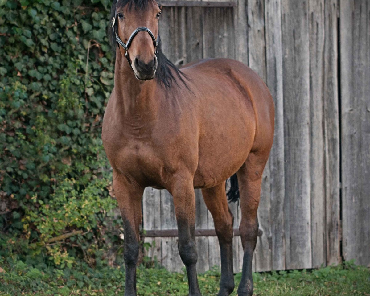 Zuchtstute Prinzessin II (Holsteiner, 2000, von Acorado I)