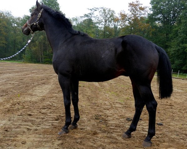 dressage horse Ulysses (Trakehner, 2004, from Summertime)