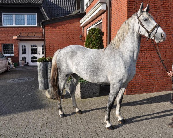 Pferd Maestoso Hösna (Lipizzaner, 2009)