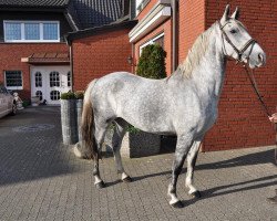 horse Maestoso Hösna (Lipizzaner, 2009)