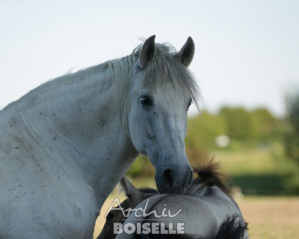 broodmare Heroina XX (Pura Raza Espanola (PRE), 1994, from Honrado)