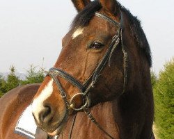 broodmare Melissa (Rhinelander, 1985, from Mephistopheles)