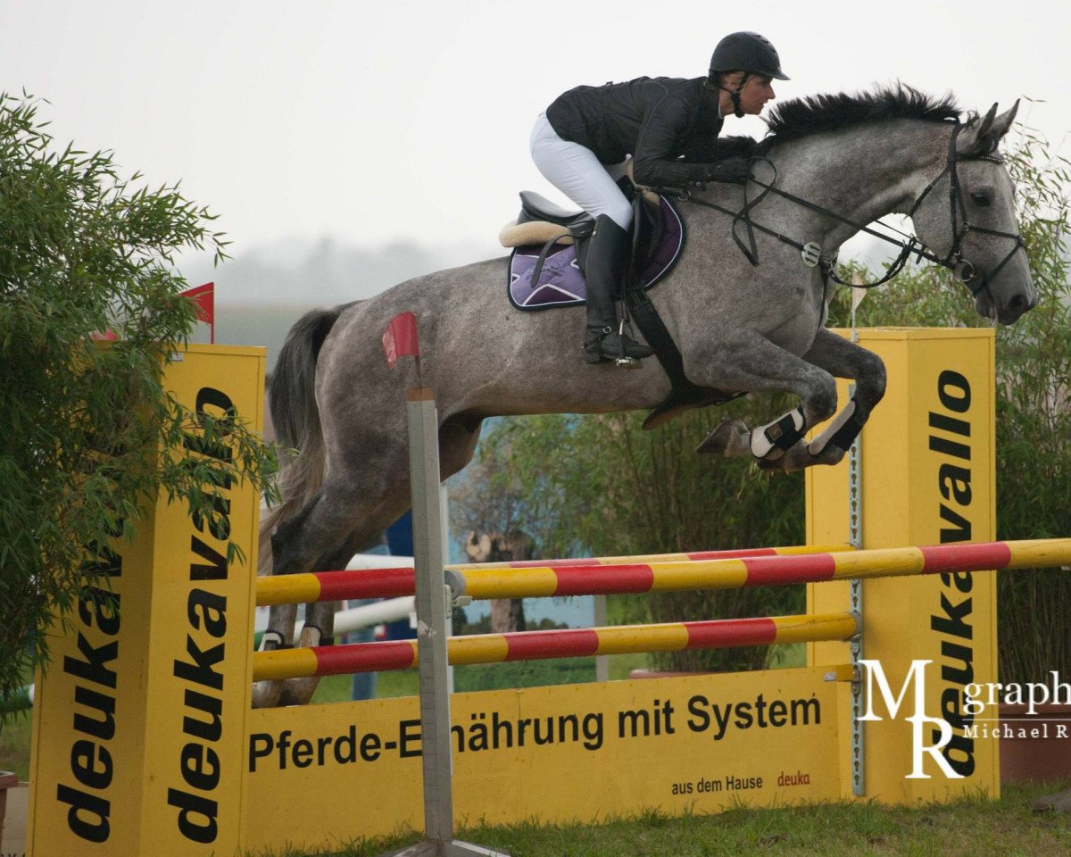 jumper Cross Fire (Holsteiner, 2008, from Carlos DZ)