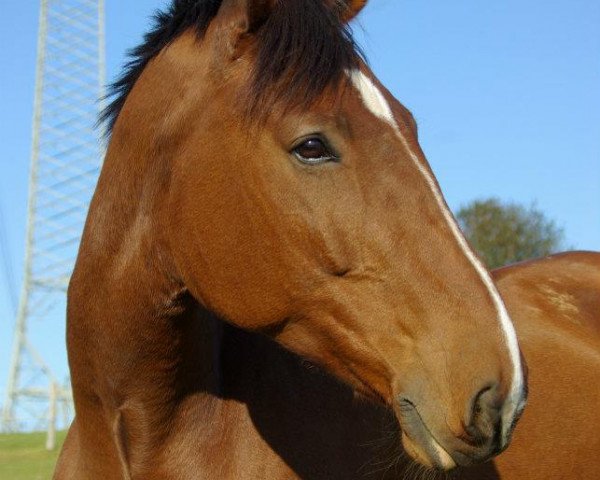 dressage horse Esquibo H. (Rhinelander, 2001, from Ehrentusch)