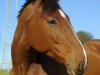 dressage horse Esquibo H. (Rhinelander, 2001, from Ehrentusch)