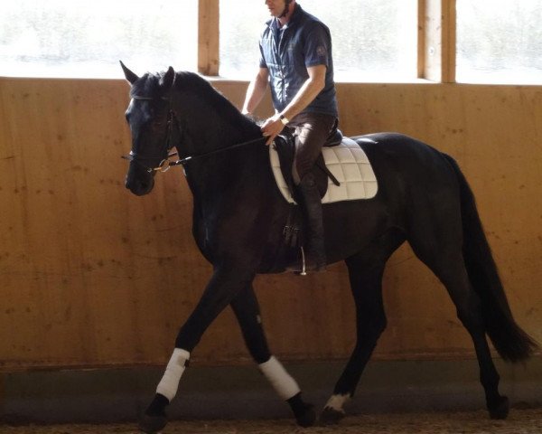 Springpferd Oldenburger (Oldenburger, 2008, von Catoki's Son)