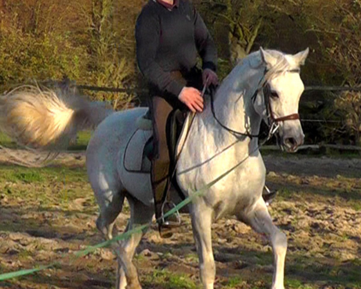 stallion KZ Saraab ox (Arabian purebred, 2009, from Sahji Al Naif ox)