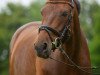 broodmare Lotte (Westphalian, 2005, from Floresco NRW)