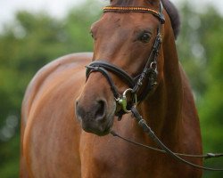 broodmare Lotte (Westphalian, 2005, from Floresco NRW)