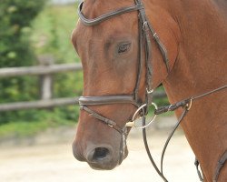 Springpferd Chinok D'Orbri (Luxemburgisches Reitpferd, 2007, von Convento van de Helle)