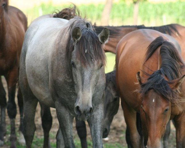 Pferd Gaucho XXXIII (Pura Raza Espanola (PRE), 2013, von Peladilla IV)