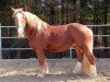 broodmare Betty (Tinker / Irish Cob / Gypsy Vanner, 2003, from Vidal)