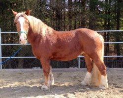 broodmare Betty (Tinker / Irish Cob / Gypsy Vanner, 2003, from Vidal)