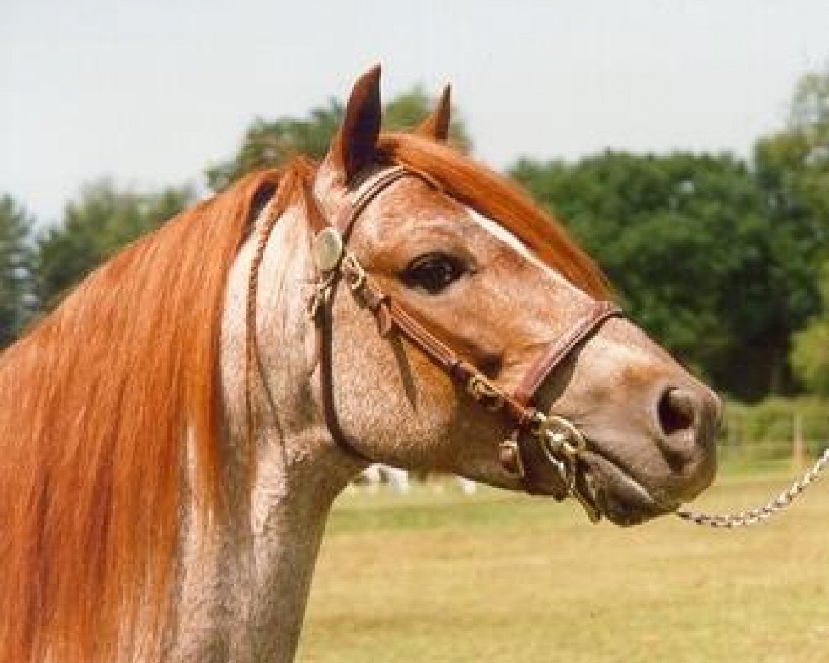 stallion Dyle Dove (Welsh-Pony (Section B), 1982, from Kirby Cane Gambler)