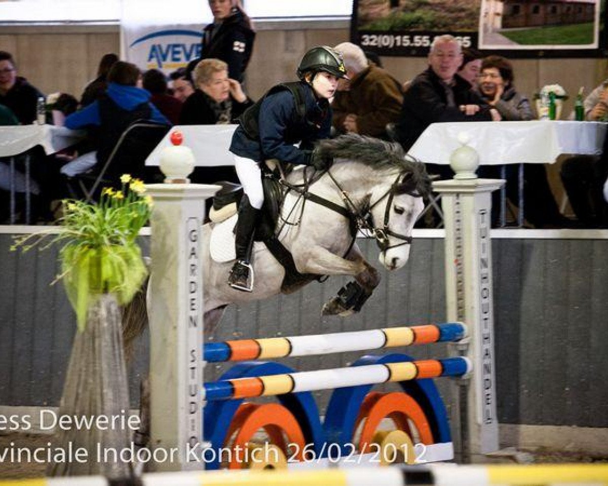 horse Idool Hof ter Zeedycke (Belgian Riding Pony, 2004)