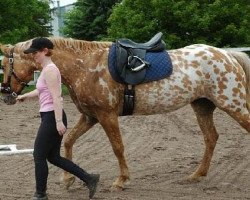 Zuchtstute Appaloosa Stute (Appaloosa, 2006)