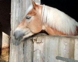 broodmare Mirell 17 (Haflinger, 2008, from Nanking)