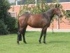 dressage horse Arielle 391 (Hanoverian, 2011, from Avagon)