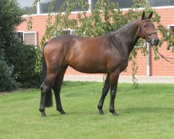 dressage horse Arielle 391 (Hanoverian, 2011, from Avagon)