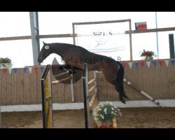 dressage horse Schmarks Don Carlsson (German Riding Pony, 1998, from Don)