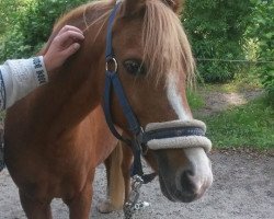 Zuchtstute Beauty Girl (Welsh Pony (Sek.B), 2002, von Weston Regent)