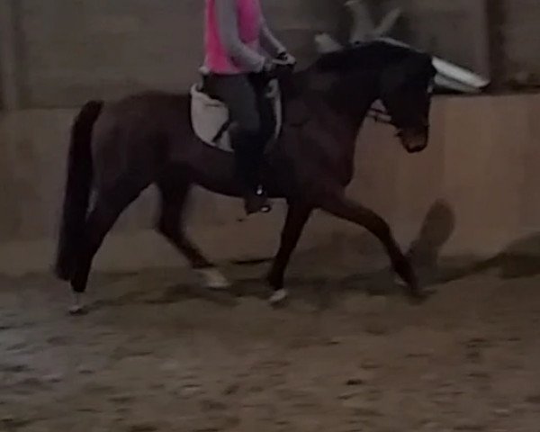 dressage horse Fiorini (Hanoverian, 2010, from Fuechtels Floriscount OLD)