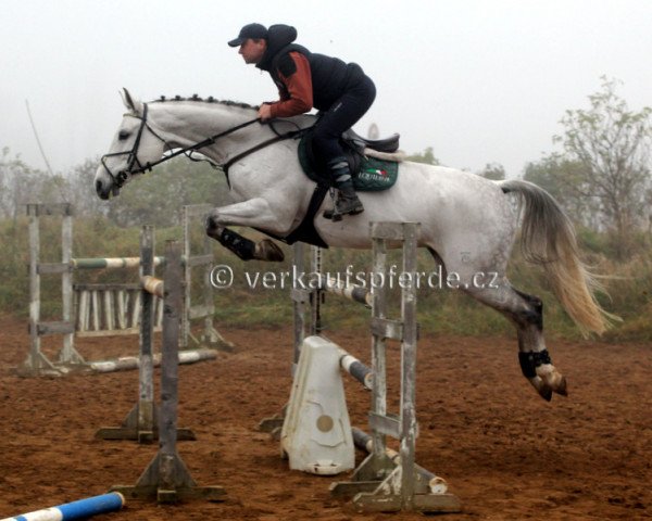 horse CELESTE (Czech Warmblood, 2004, from Catango)