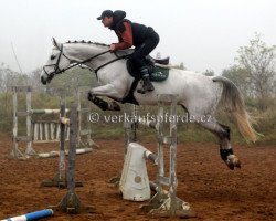 horse Celeste (Czech Warmblood, 2004, from Catango)