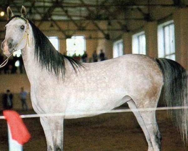 broodmare Valuta ox (Arabian thoroughbred, 1983, from Mashuk 1977 ox)