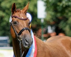 Zuchtstute Crown Inschallah (Deutsches Reitpony, 1999, von Hattrick)