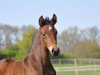 stallion Cordanos (German Sport Horse, 2014, from Cormint)