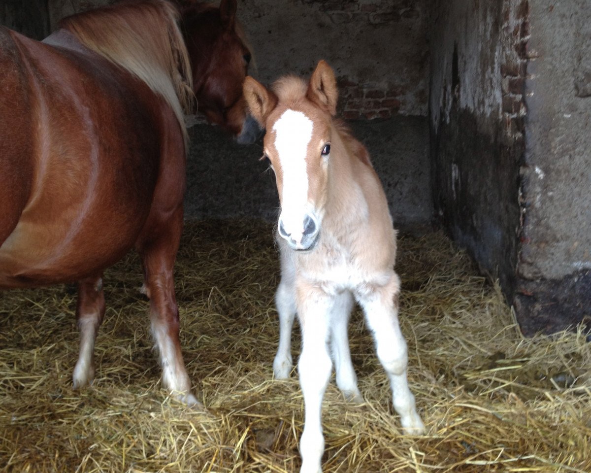 horse Jazzy Blu (Haflinger, 2013)