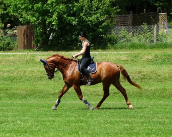 horse Platino 32 (Württemberger, 2004, from Platini)