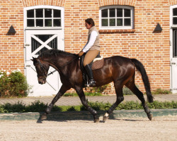 broodmare Die Diva (Hanoverian, 2002, from Der Lenz)