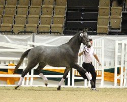 broodmare Königslilie (Trakehner, 2012, from Kasimir TSF)