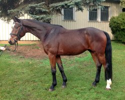 dressage horse Sir Graham (Mecklenburg, 2011, from Sir Galanto)