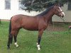 dressage horse Santano (Mecklenburg, 2011, from Sancisco)