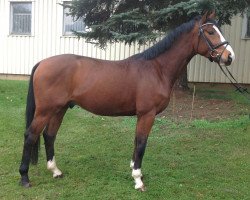 dressage horse Santano (Mecklenburg, 2011, from Sancisco)