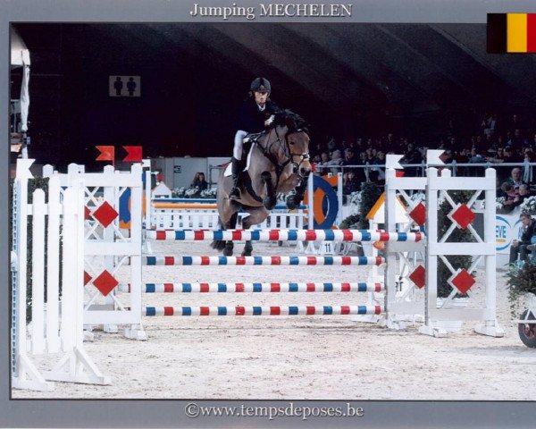 broodmare Caatje "F" van het Juxschot (Belgian Riding Pony, 1998, from Kantje's Fahran)