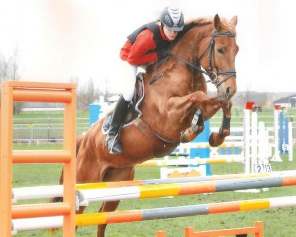 Pferd Orchid's Tip Top (Nederlands Rijpaarden en Pony, 2006, von Kanshebber)