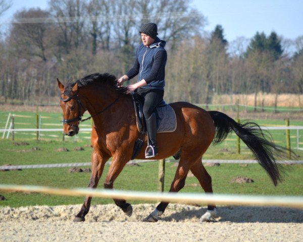 dressage horse Endy 8 (Czech Warmblood, 1998, from Ramiro)