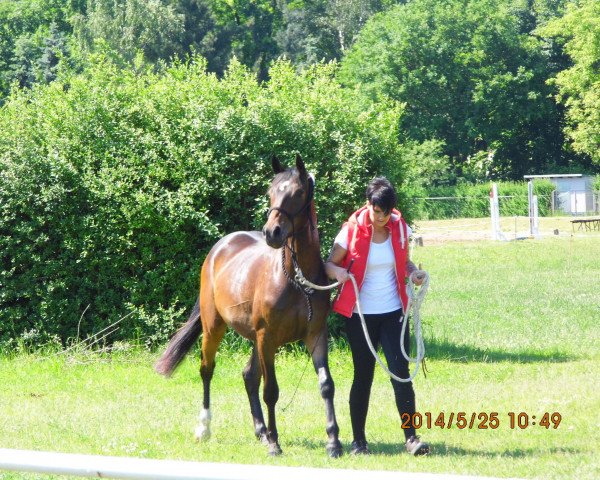 horse Barnabas (German Riding Pony, 2011, from Bodyguard)