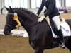 dressage horse Elli 117 (Westphalian, 2009, from Ehrenmann)