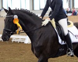 dressage horse Elli 117 (Westphalian, 2009, from Ehrenmann)