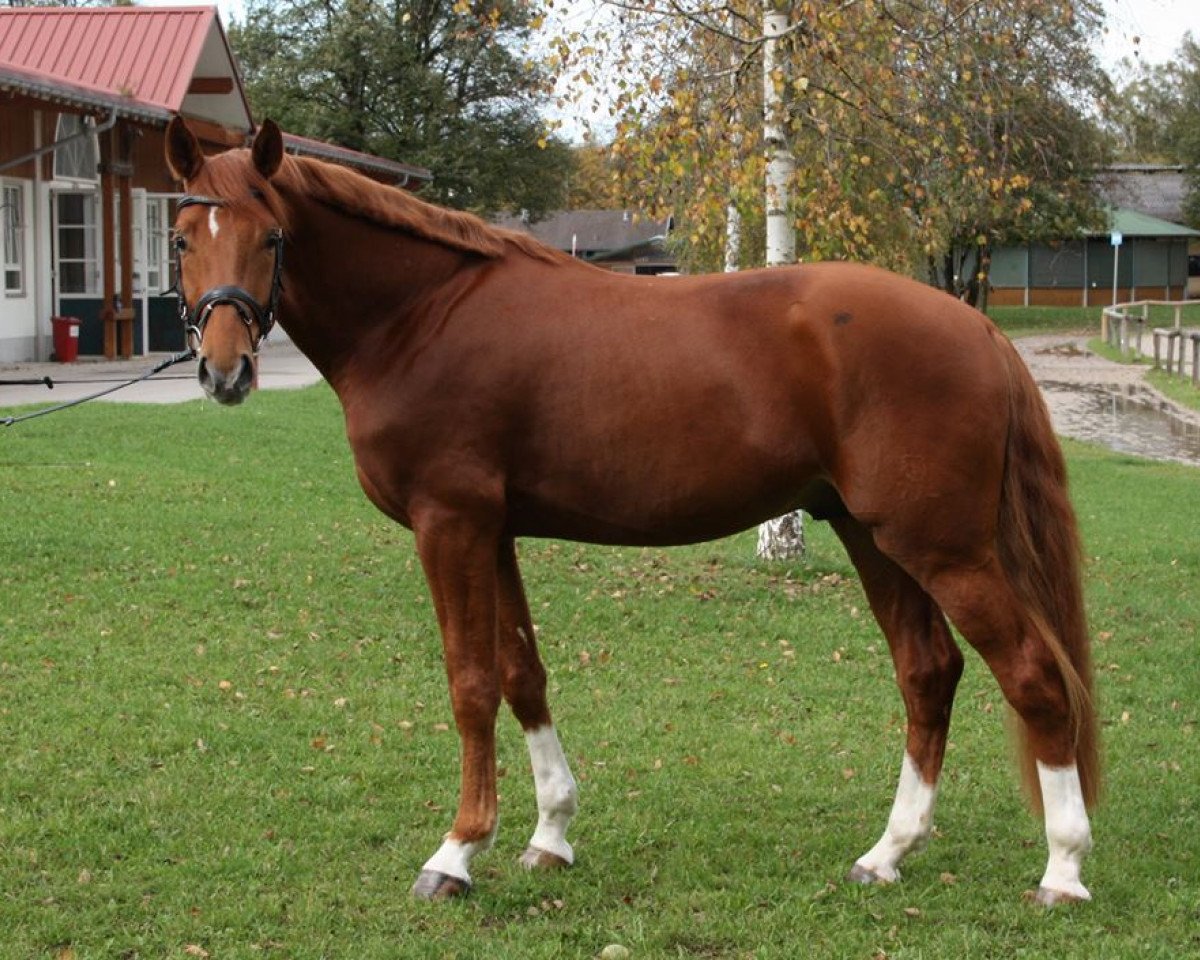 Springpferd Checker 62 (Bayer, 2011, von Chacco-Blue)