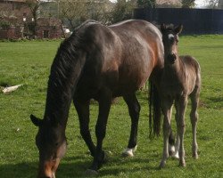 broodmare Fee (Westphalian, 2007, from Fürst Piccolo)